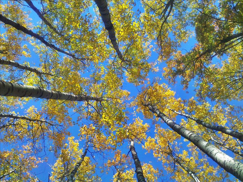 trees_in_cheboygan_1.jpg